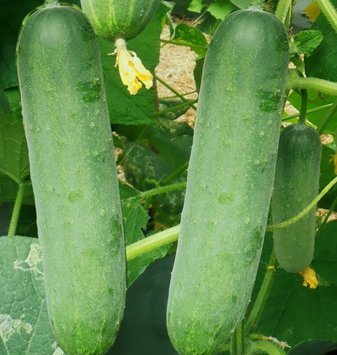 Urvi hybrid cucumber