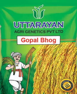Gopal Bhog improved paddy
