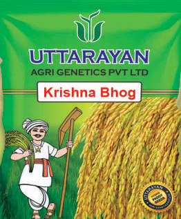 Krishna Bhog improved paddy