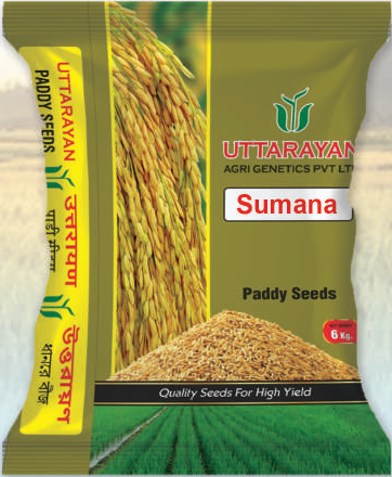 Sumana improved paddy