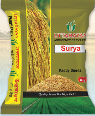 Surya improved paddy