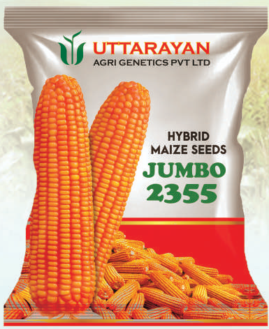 Jumbo 2355 maize hybrid