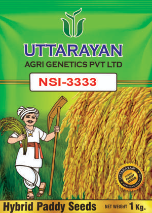 NSI-3333 hybrid paddy