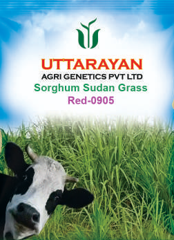 Red-0905 sorghum