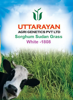 White-1808 sorghum