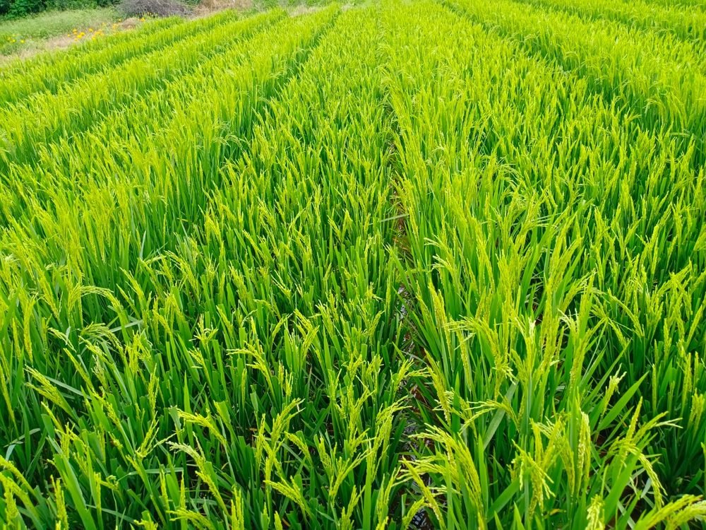 Mature rice crop with filled grain heads