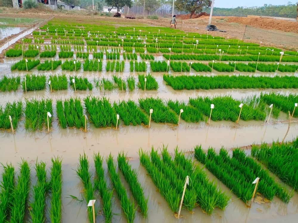 Tagged paddy variety trial nursery
